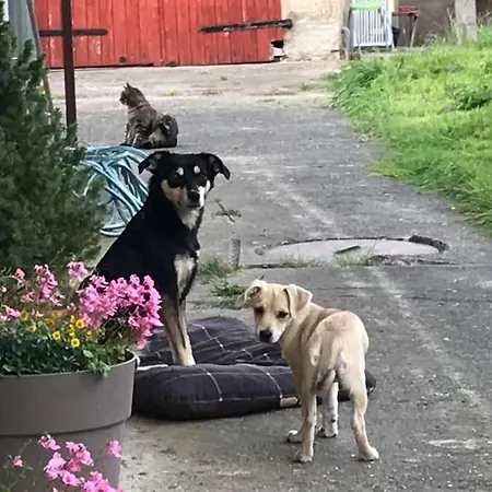 Kompass Nahe Der Ostsee Im Grünen Bad Doberan